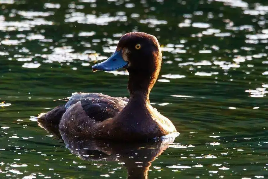 10 Razas De Patos Blancos Y Negros (Lista De Especies)
