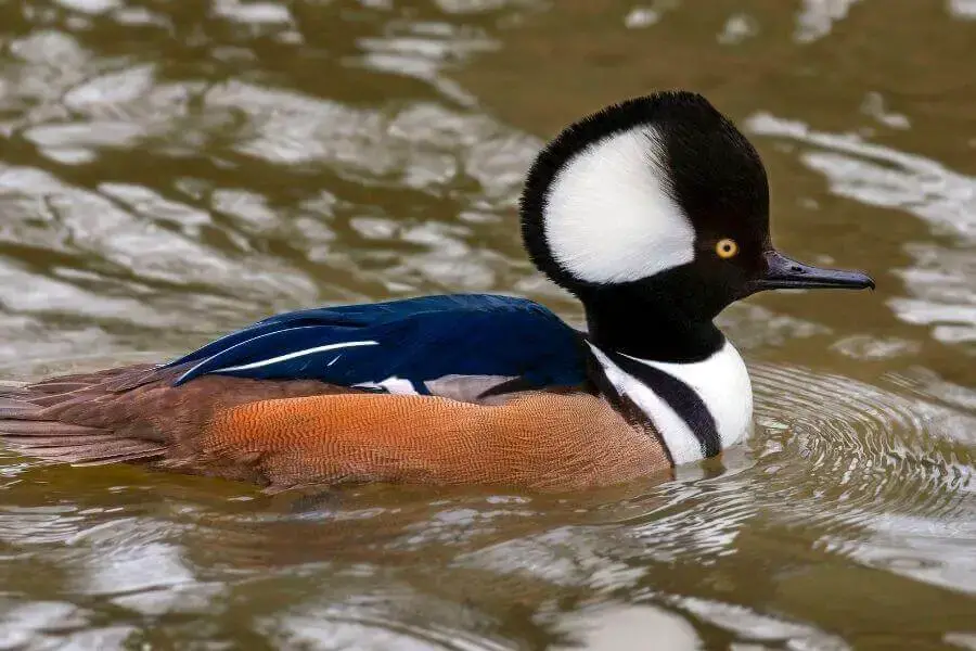 10 Razas De Patos Blancos Y Negros (Lista De Especies)