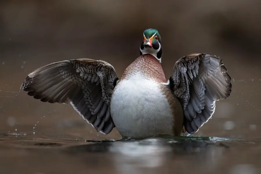 10 Razas De Patos Blancos Y Negros (Lista De Especies)