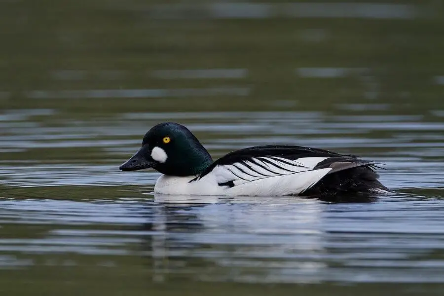 10 Razas De Patos Blancos Y Negros (Lista De Especies)