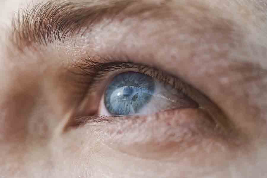 ¿Las hormigas tienen ojos? Cómo ven las hormigas el mundo (Spoiler: Borroso)