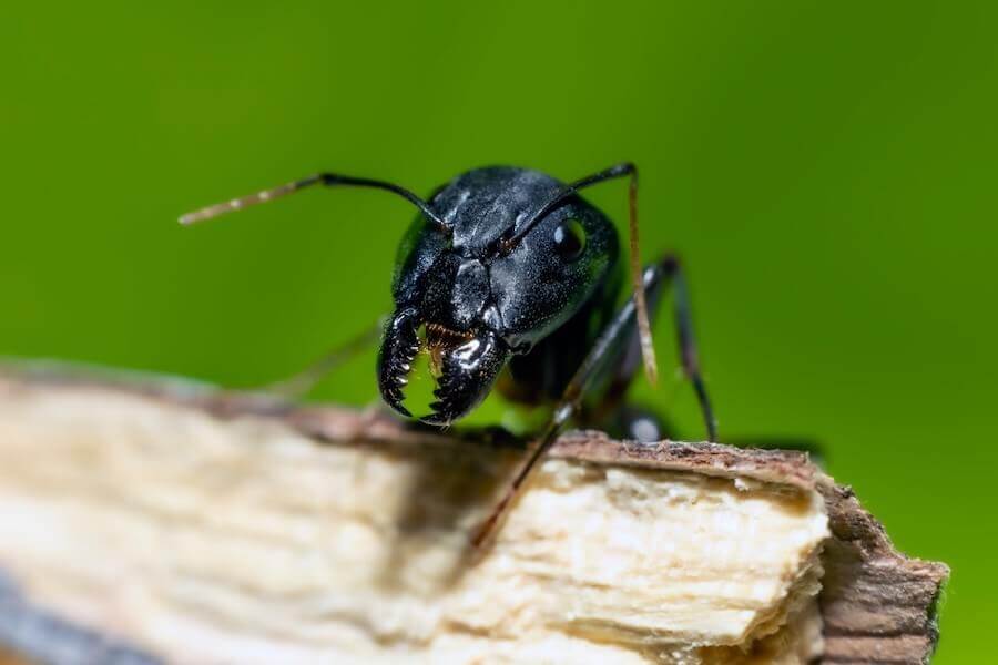 ¿Qué pueden morder las hormigas? Estos hechos pueden sorprenderte