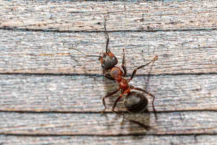 Picaduras de hormiga carpintera (síntomas, identificación y tratamiento)