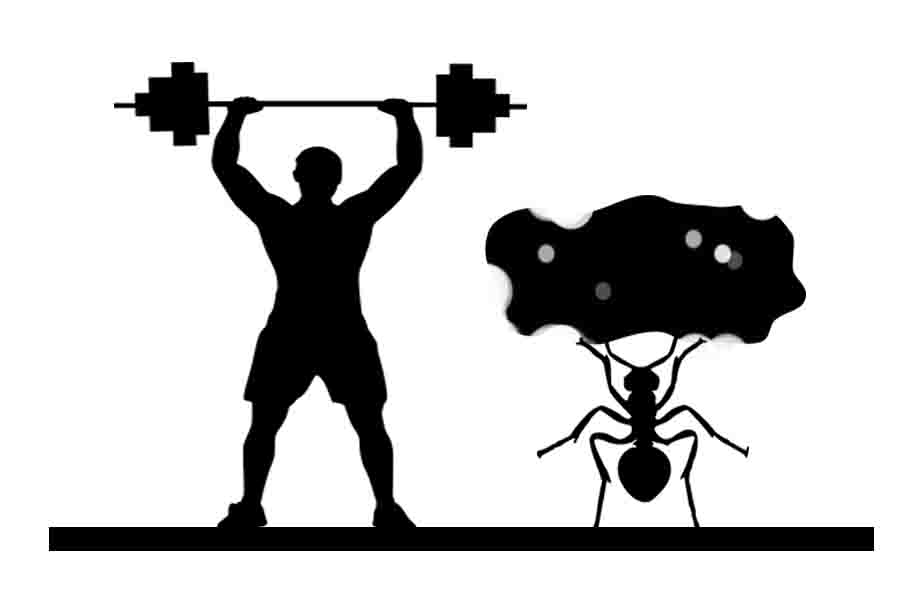 ¿Qué tan fuertes son las hormigas? Datos increíbles sobre la fuerza de las hormigas