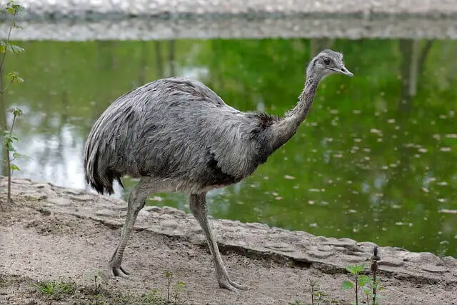 Los 6 animales de dos patas más rápidos del mundo