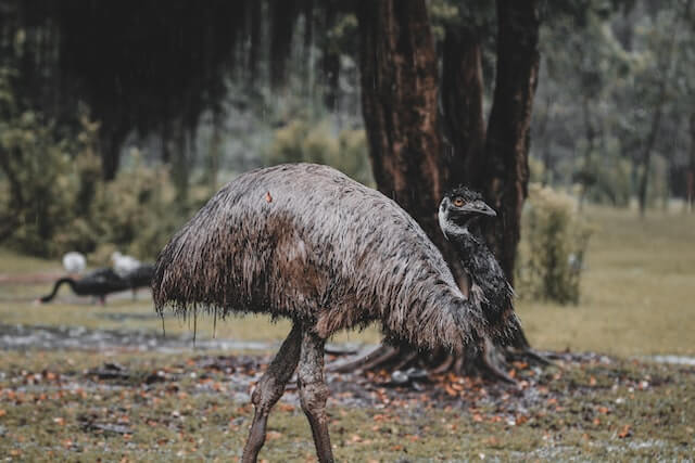 Los 6 animales de dos patas más rápidos del mundo