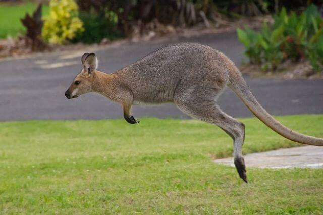 Los 6 animales de dos patas más rápidos del mundo