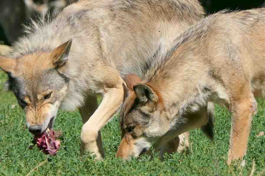 ¿Qué animales comen lobos? (7 lobos depredadores)