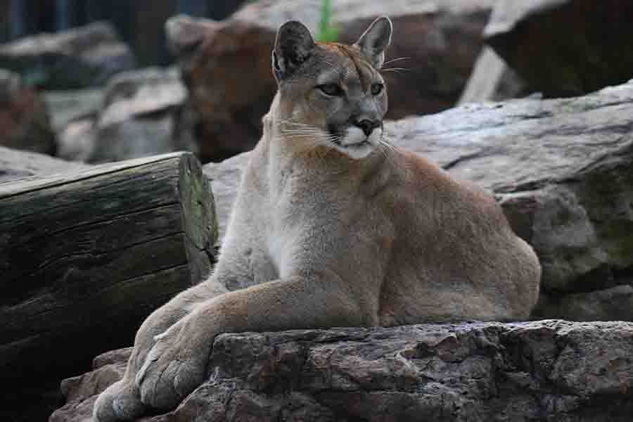 ¿Qué animales comen lobos? (7 lobos depredadores)