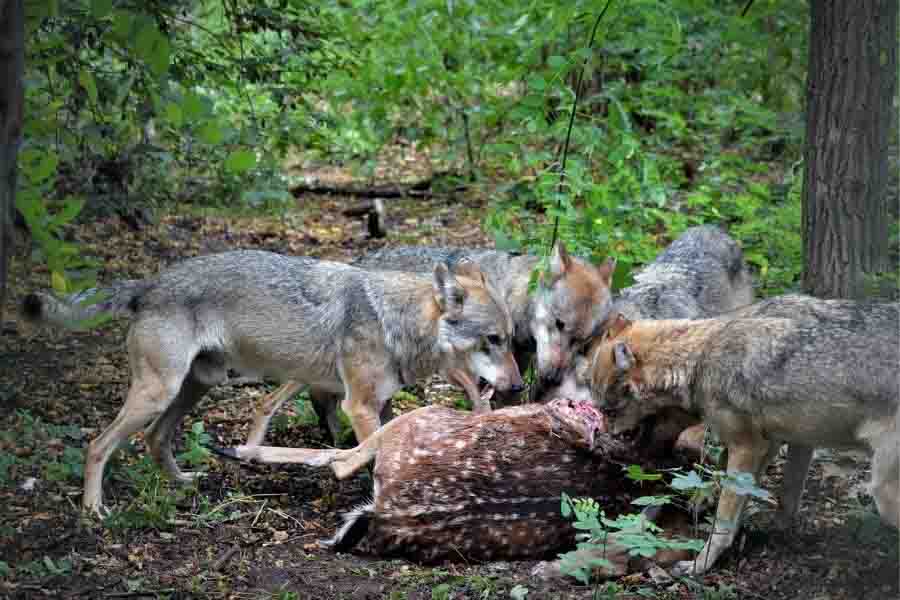 ¿Qué animales comen lobos? (7 lobos depredadores)