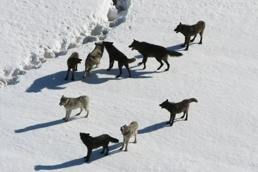 ¿Qué animales comen lobos? (7 lobos depredadores)