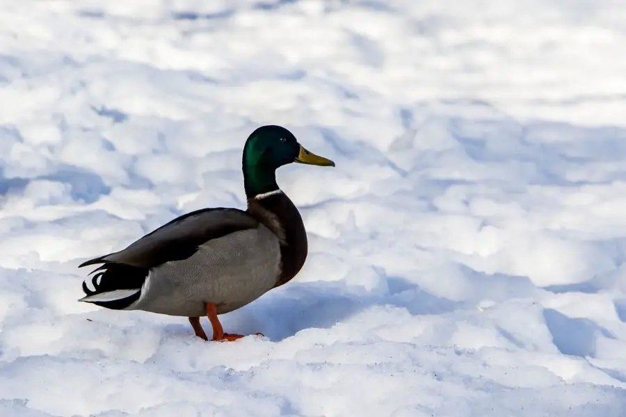 ¿A dónde van los patos en invierno? (¿Migran?)