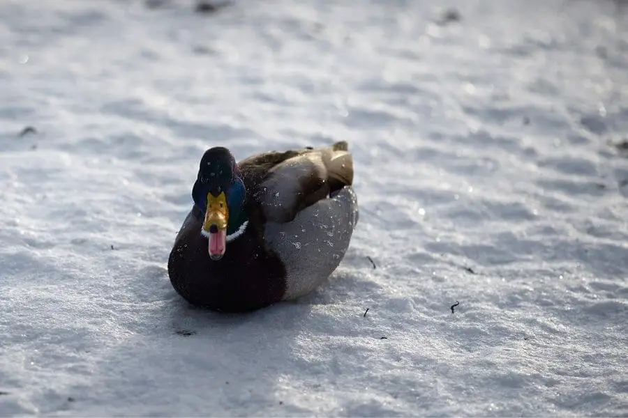 ¿A dónde van los patos en invierno? (¿Migran?)