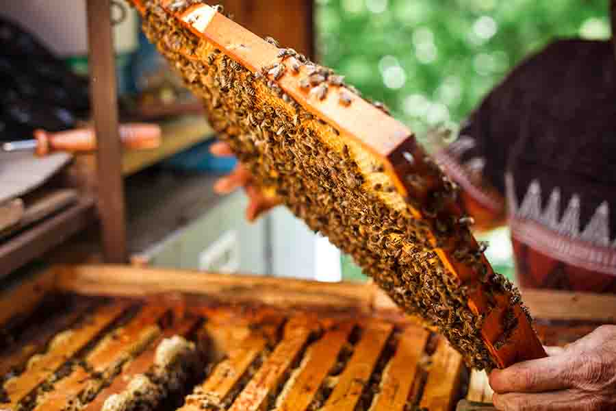 ¿Cuánto tiempo tardan las abejas en hacer una colmena y un panal?