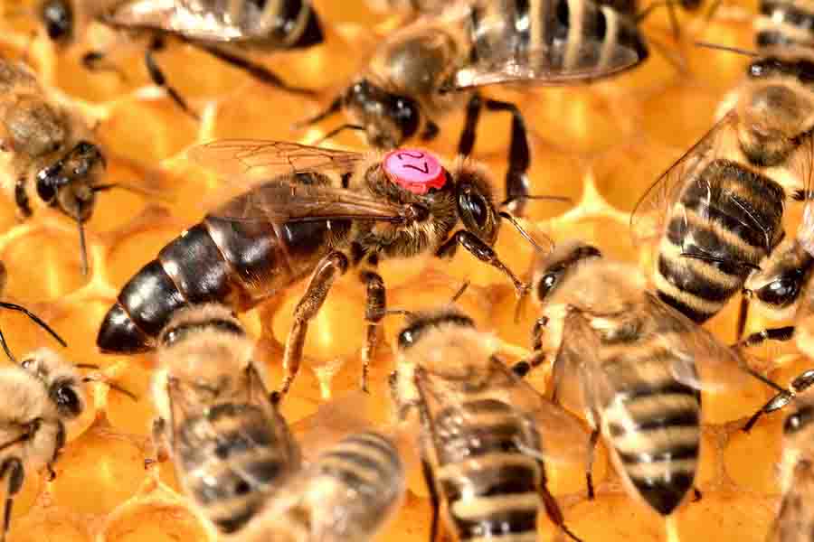 ¿Cuánto tiempo tardan las abejas en hacer una colmena y un panal?