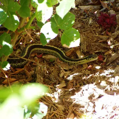 Serpiente de jardín: hechos fascinantes y formas de mantenerlos alejados