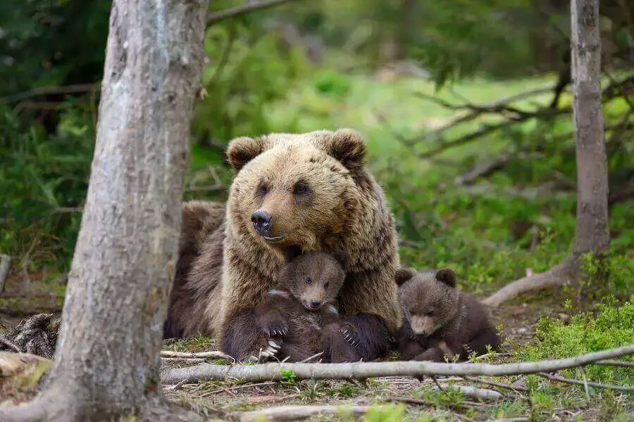 ¿Los osos comen humanos? (La verdad sobre los ataques de osos)