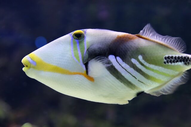 7 peces asombrosos con labios grandes (con imágenes)