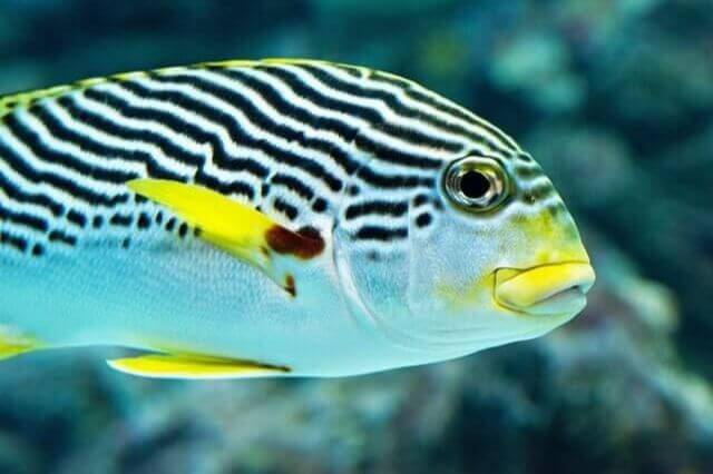 7 peces asombrosos con labios grandes (con imágenes)