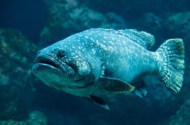 7 peces asombrosos con labios grandes (con imágenes)