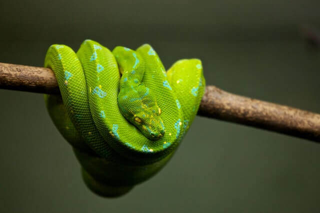 24 Animales Que Son Silenciosos (Animales Silenciosos Con Imágenes)