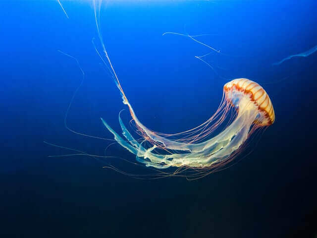 24 Animales Que Son Silenciosos (Animales Silenciosos Con Imágenes)