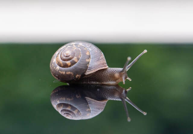 24 Animales Que Son Silenciosos (Animales Silenciosos Con Imágenes)