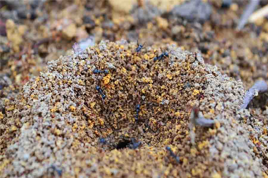 ¿Por qué las hormigas llevan hormigas muertas? Necroforesis y su uso
