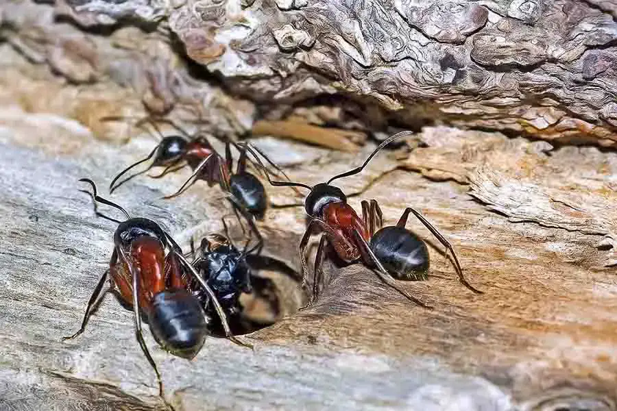 ¿Por qué las hormigas llevan hormigas muertas? Necroforesis y su uso