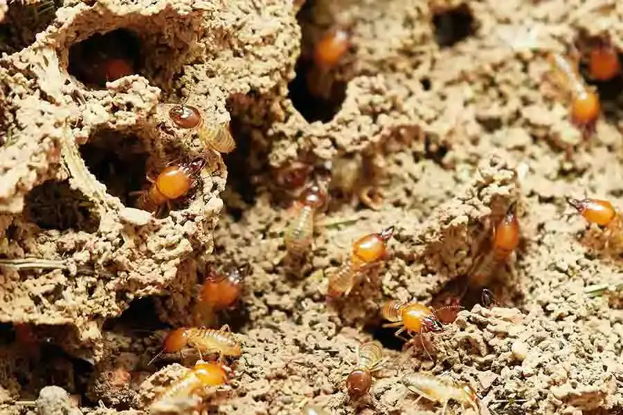 ¿Por qué las hormigas llevan hormigas muertas? Necroforesis y su uso