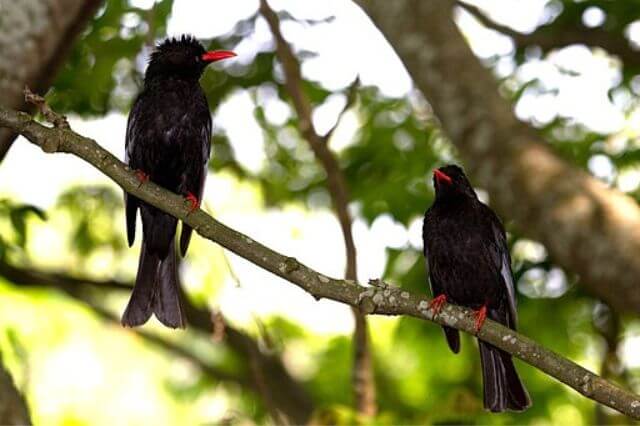15 impresionantes pájaros negros con picos rojos (imágenes y hechos)