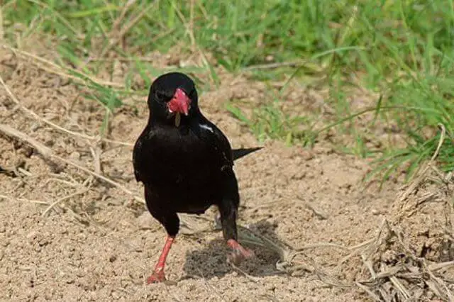 15 impresionantes pájaros negros con picos rojos (imágenes y hechos)
