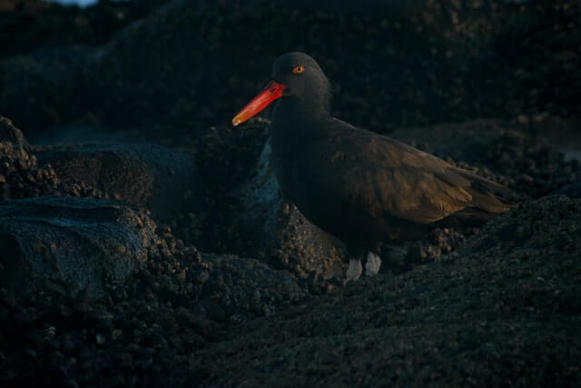 15 impresionantes pájaros negros con picos rojos (imágenes y hechos)