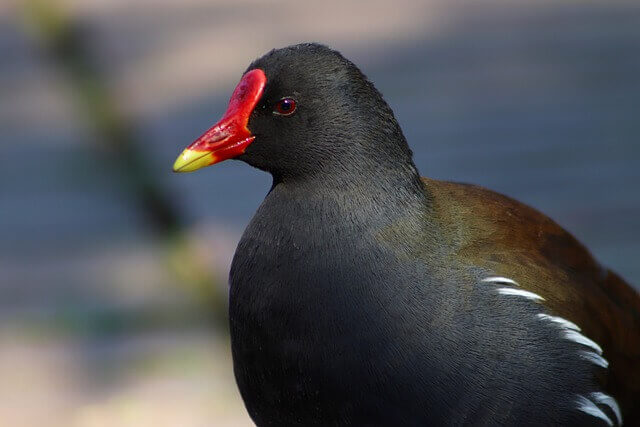 15 impresionantes pájaros negros con picos rojos (imágenes y hechos)