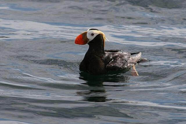 15 impresionantes pájaros negros con picos rojos (imágenes y hechos)