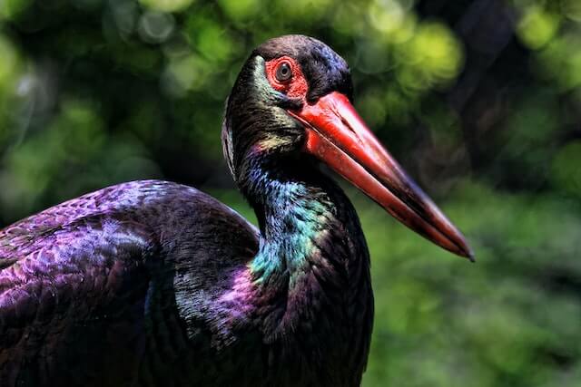 15 impresionantes pájaros negros con picos rojos (imágenes y hechos)