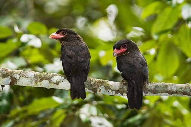 15 impresionantes pájaros negros con picos rojos (imágenes y hechos)