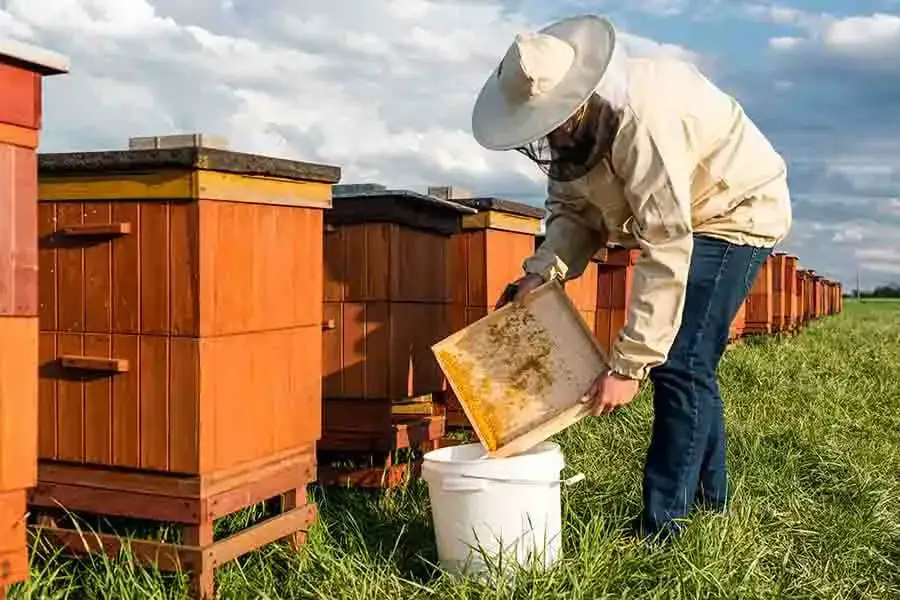 Cómo deshacerse de las abejas con vinagre: ¿Funciona? ¡Sí!