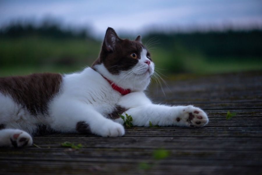 ¿Los búhos comen gatos? (Guía completa para dueños de gatos)