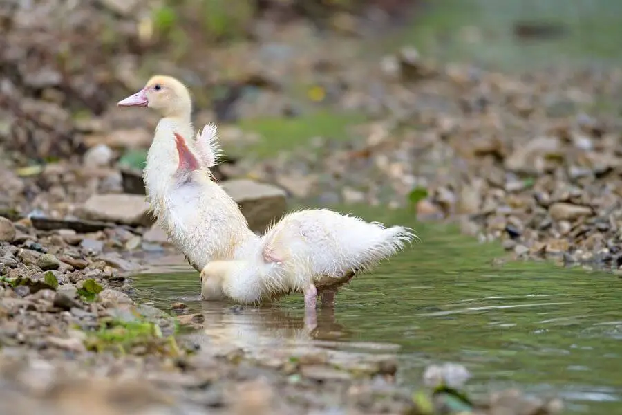 ¿Cuándo empiezan a nadar los patos bebés y pueden nadar los patitos?