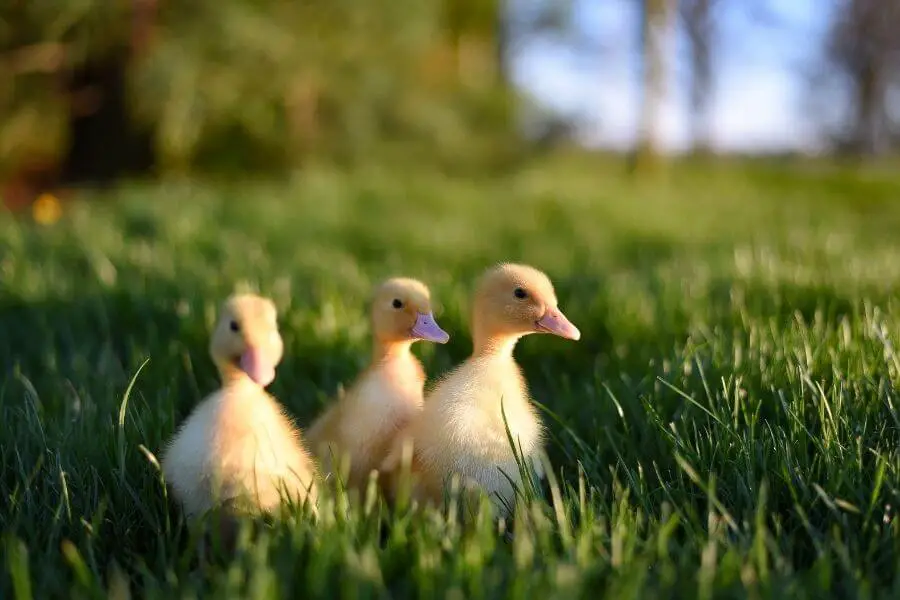 ¿Cuándo empiezan a nadar los patos bebés y pueden nadar los patitos?