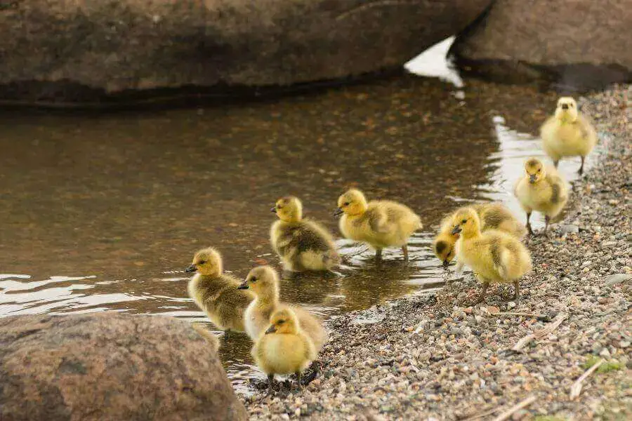 ¿Cuándo empiezan a nadar los patos bebés y pueden nadar los patitos?