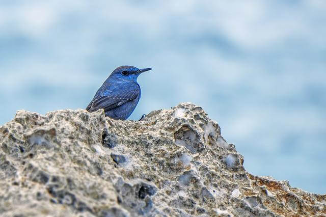 17 pájaros magníficos con plumas azules (imágenes y hechos) |