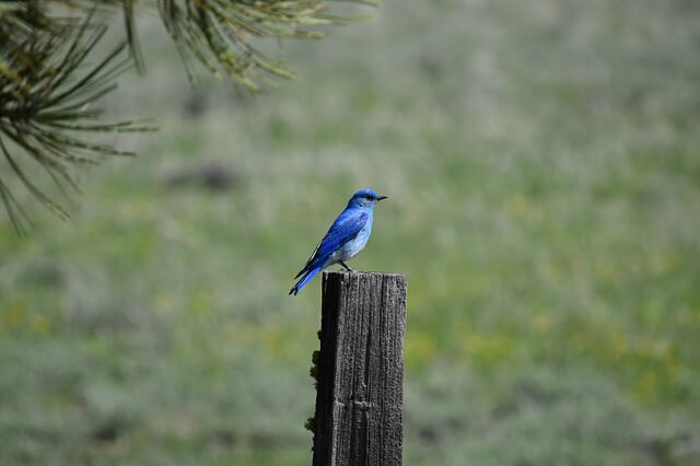 17 pájaros magníficos con plumas azules (imágenes y hechos) |