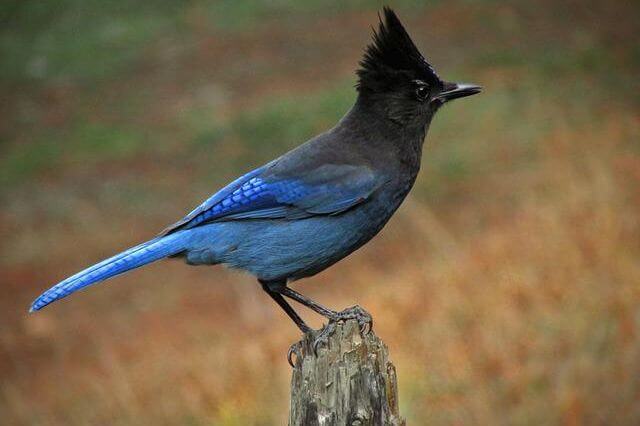 17 pájaros magníficos con plumas azules (imágenes y hechos) |
