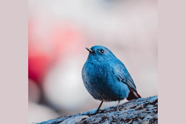 17 pájaros magníficos con plumas azules (imágenes y hechos) |