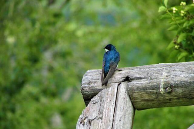 17 pájaros magníficos con plumas azules (imágenes y hechos) |