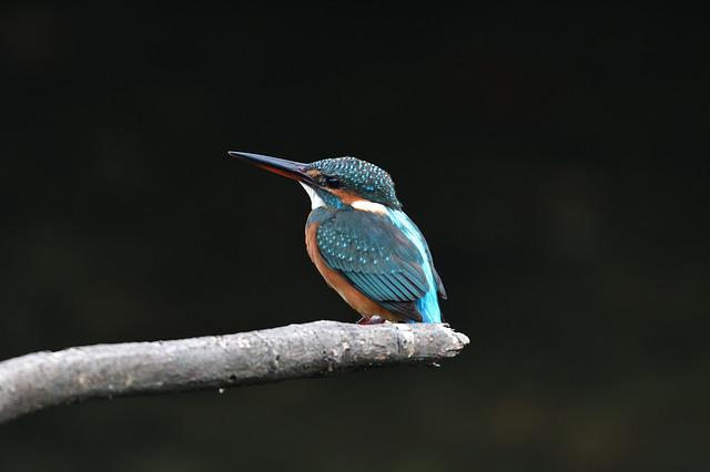 17 pájaros magníficos con plumas azules (imágenes y hechos) |