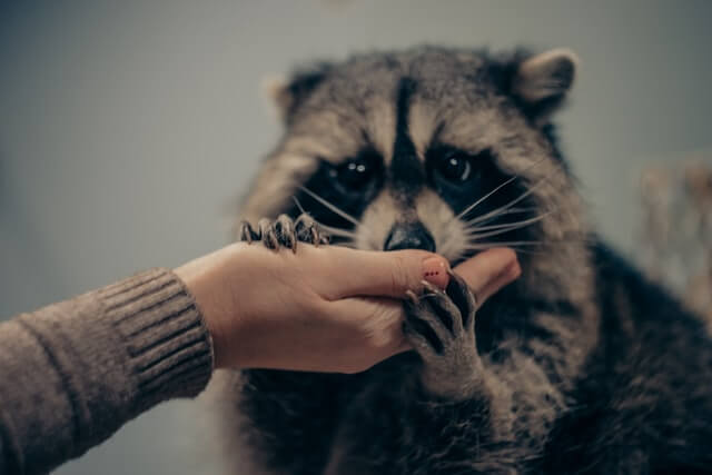 ¿Qué animales comen fresas? (11+ ejemplos e imágenes)