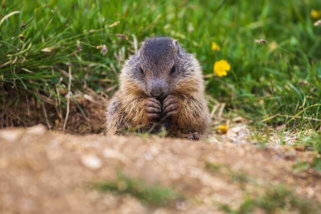¿Qué animales comen fresas? (11+ ejemplos e imágenes)